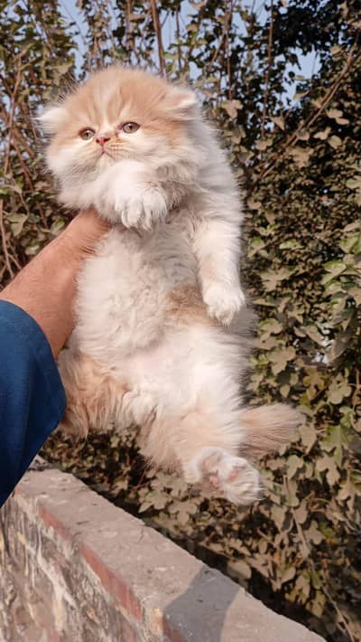 delivery all Pakistan