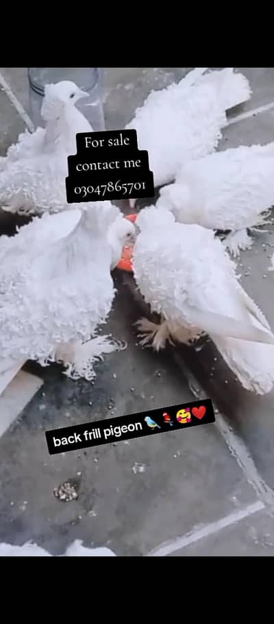 back frill pigeon