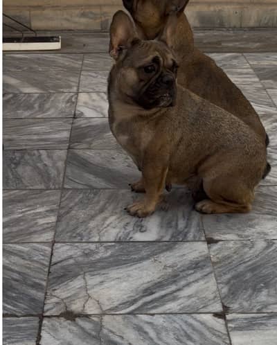 Imported French bull dog for sale