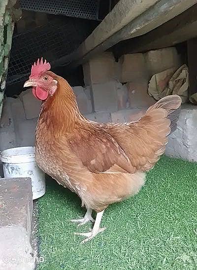 Golden misri hen available