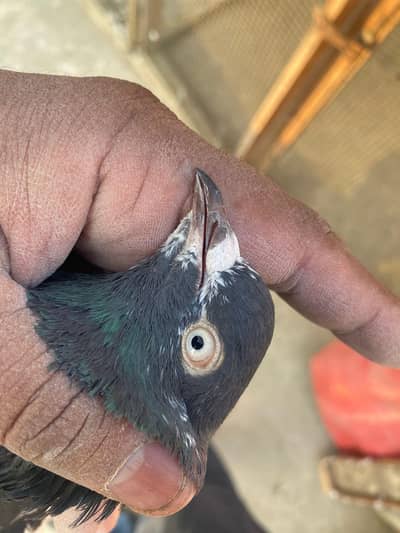 Lenay walay ji ko Kabootar ki Pehchan hai wo contact kare  03333114932