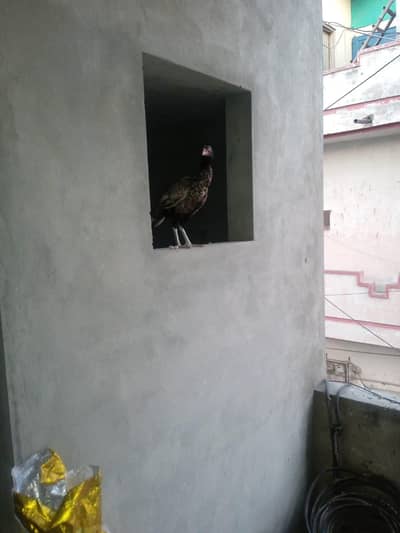 female aseel unique colour