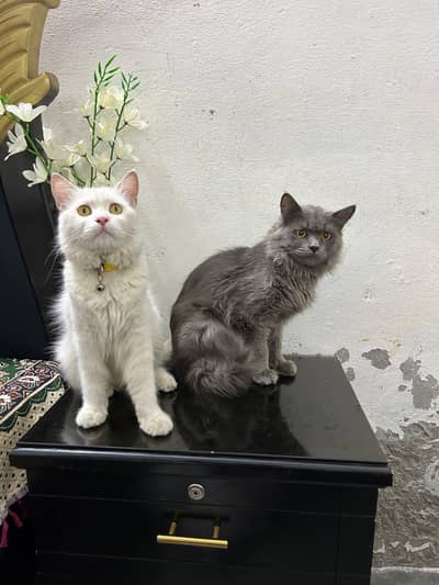 Turkish pair for Adoption