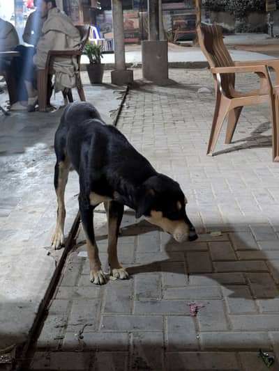 Hotel ka kutta Full active dog