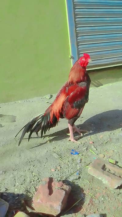 Lakha Sleta 2800 Garam