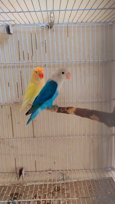 love birds and hand tame(description)
