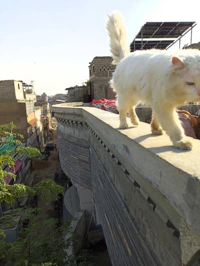 PERSIAN MALE CAT FOR SALE BLUE EYES 