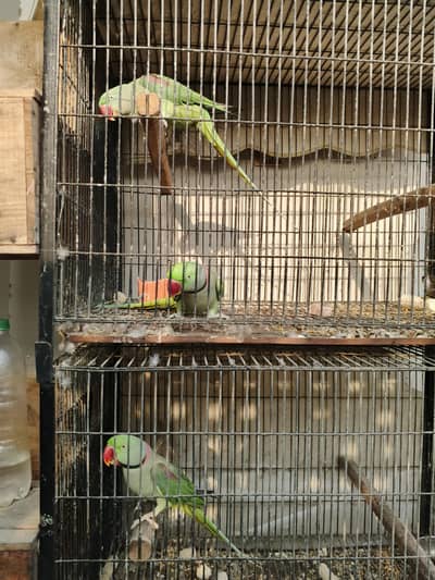 Raw Kashmiri Pahari Parrot