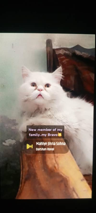 X-punch face male. only service for female cats