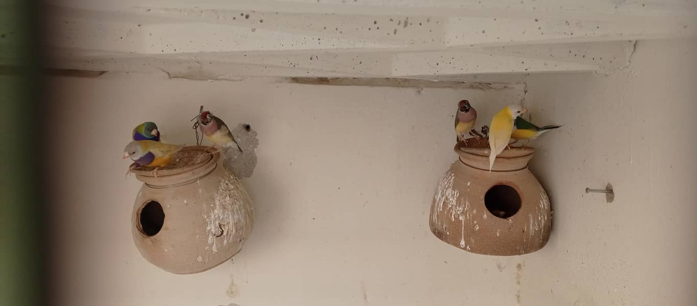 Cockteils, Fawn Java, Grey Java, White Java, Gouldian 4