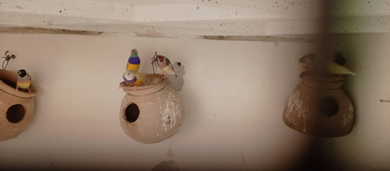 Cockteils, Fawn Java, Grey Java, White Java, Gouldian 5