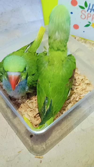 KASHMIRI PAHARI covered chicks