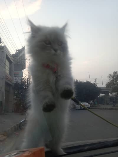 3.5 month grey Persian male