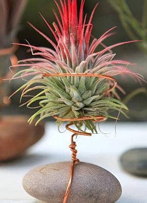 Air plant tillandsia (no need soil or pot)