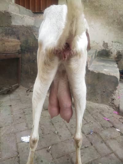 6 dat pure rajanpori doudh wali bakri fisrt timer 03450347923