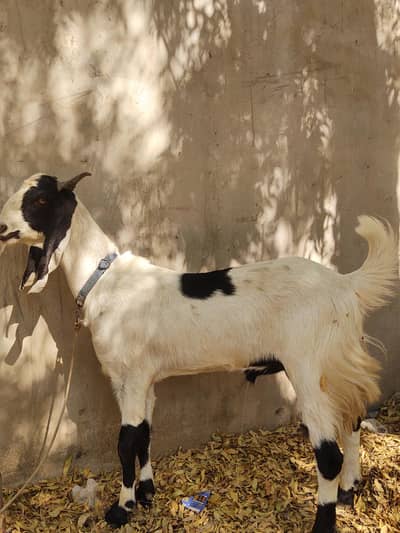 2 dant ViP khassi bakra