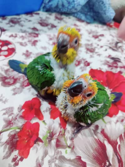 Sun conure chicks