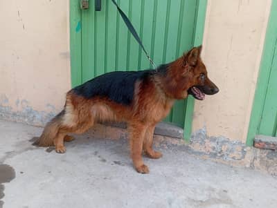 GERMAN SHEPHERD