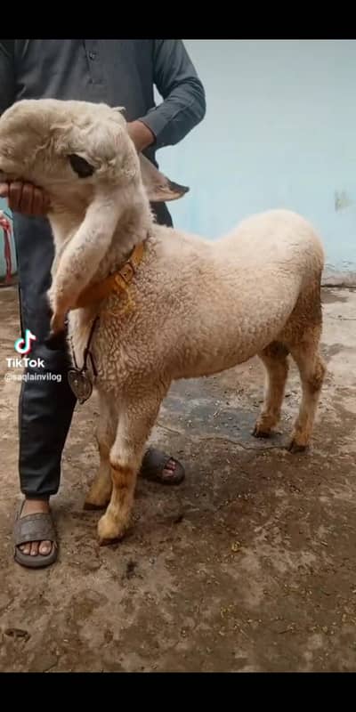 Kajla male or Mundra male female pair sale