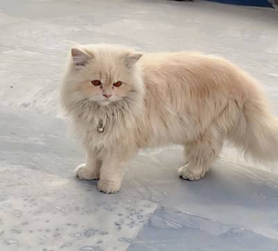 Persian Cat for Sale – 6 Months Old, Litter Trained