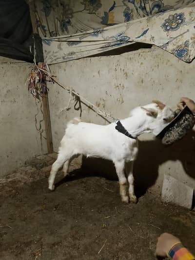 Teddy Bakra zero siz