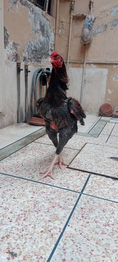 ASEEL LAKHA MIANWALI