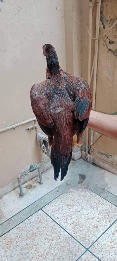 ASEEL LAKHA MIANWALI