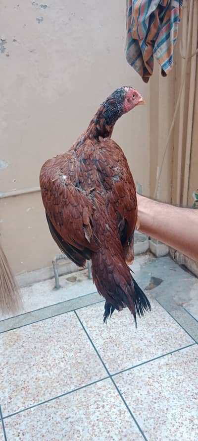 ASEEL LAKHA MIANWALI