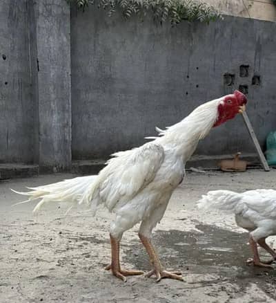 Parrot beak aseel Male Available 03430047561