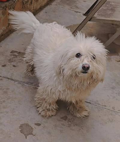 POODLE URGENTLY SELLING FOR SALE