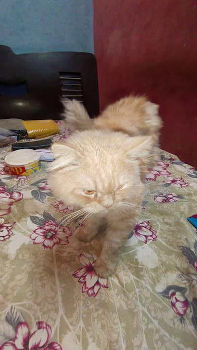 Persian cat male golden brown