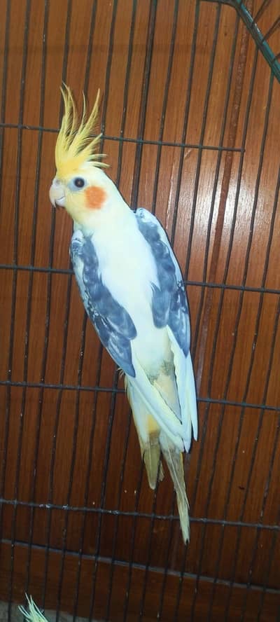 v peid cocktail pair available for sale age 2 years