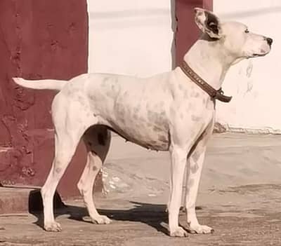 dogo female big size