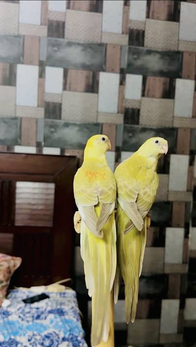 Rump pair (Red opline)