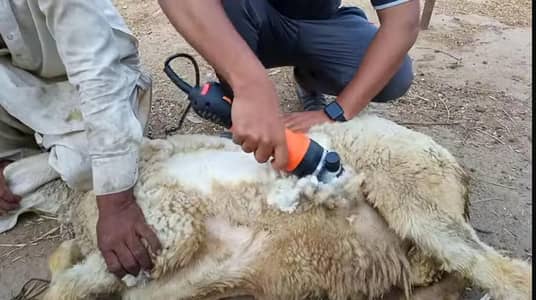 sheep hair cutting at home cats ki b