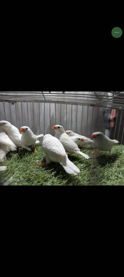 snow white finches, Finches,, Snow White finches