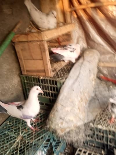 کبوتر فور سیل 16 عدد کبوتر