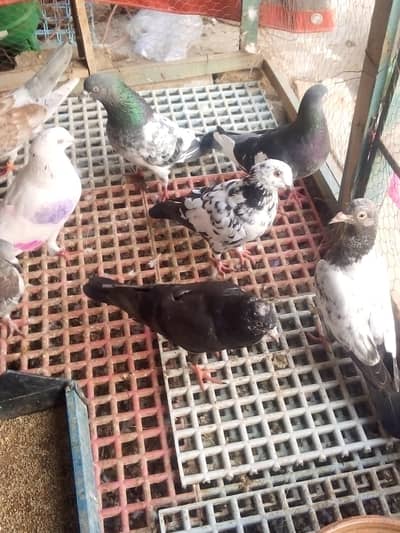 کبوتر فور سیل ٹوٹل 23 عدد کبوتر