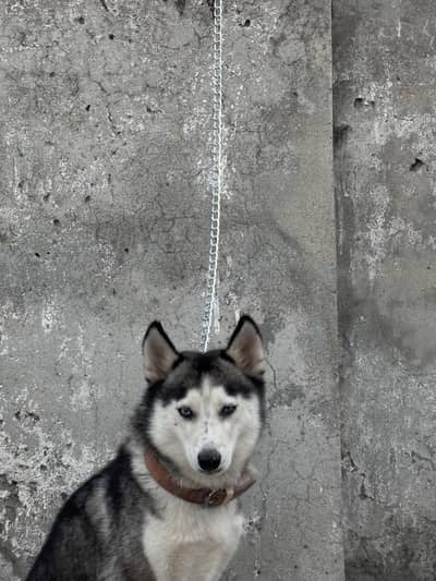 Siberian husky (Female)