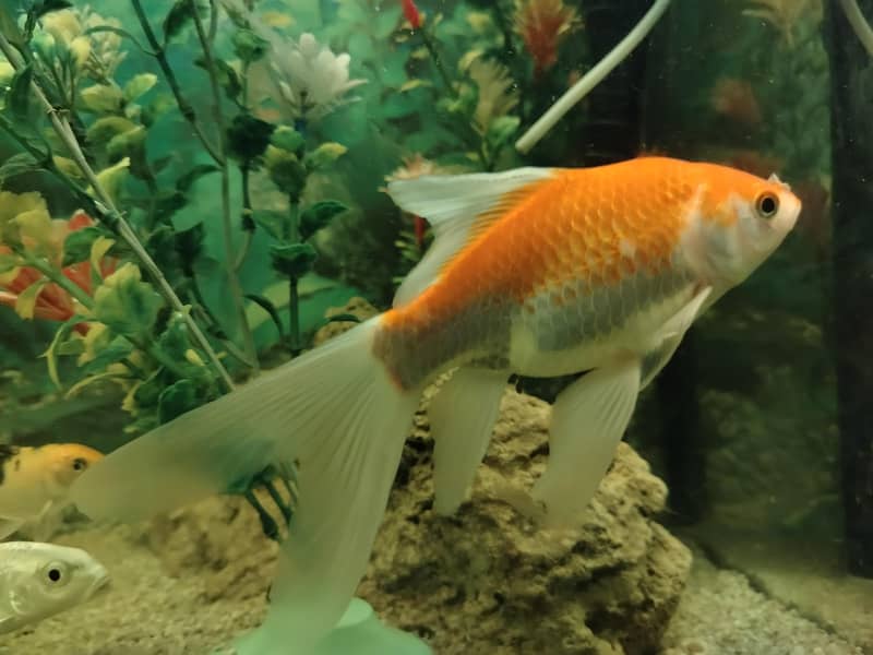 فش اینڈ فش 0