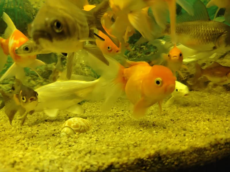 فش اینڈ فش 1