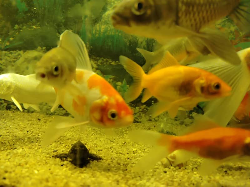 فش اینڈ فش 2