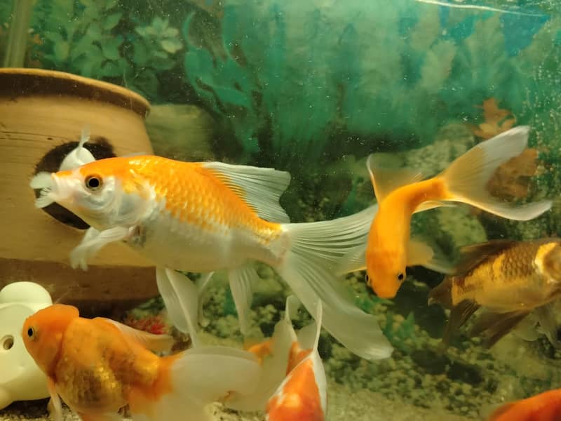 فش اینڈ فش 3