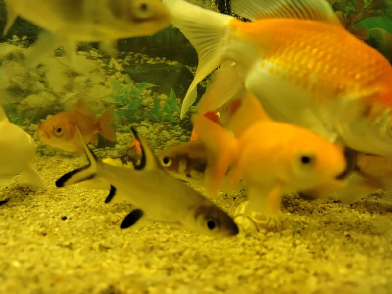 فش اینڈ فش 4