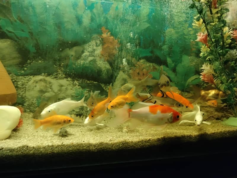 فش اینڈ فش 5