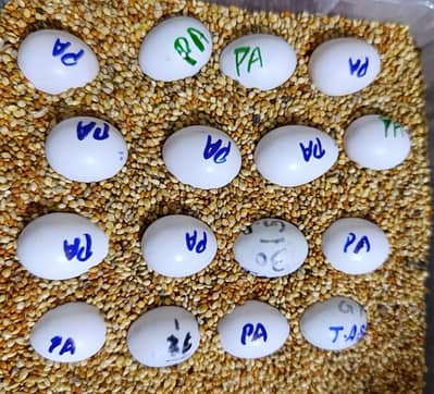 pinnaple & yellow sided conure conure fertile eggs available