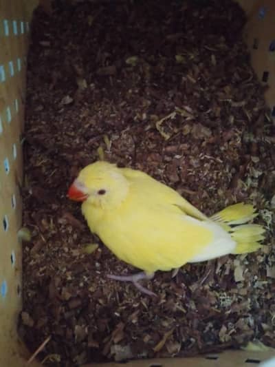yellow chick & yellow gery. raw breed pair available