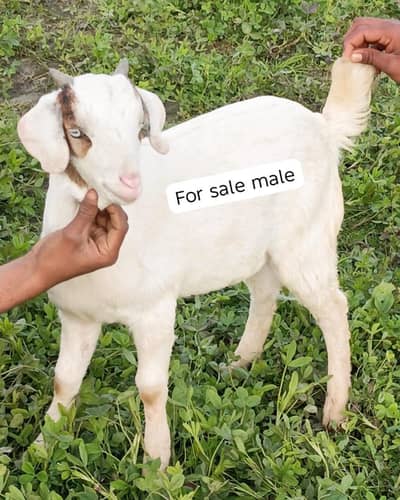 tapra male white eyes 