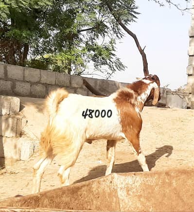 Healthy and Active Bakry