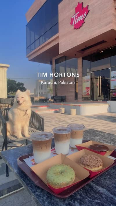 Gaint Russian Samoyed female puppy available for sale